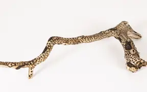 tattooed wood art piece