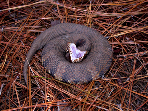 Western Cottonmouth/Water Moccasin