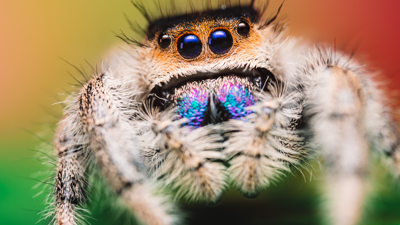 Close-up macro image of a fuzzy jumping spider with large, reflective blue-black eyes and iridescent mouthparts, standing on a green surface against a soft gradient background of yellow, orange, and red.