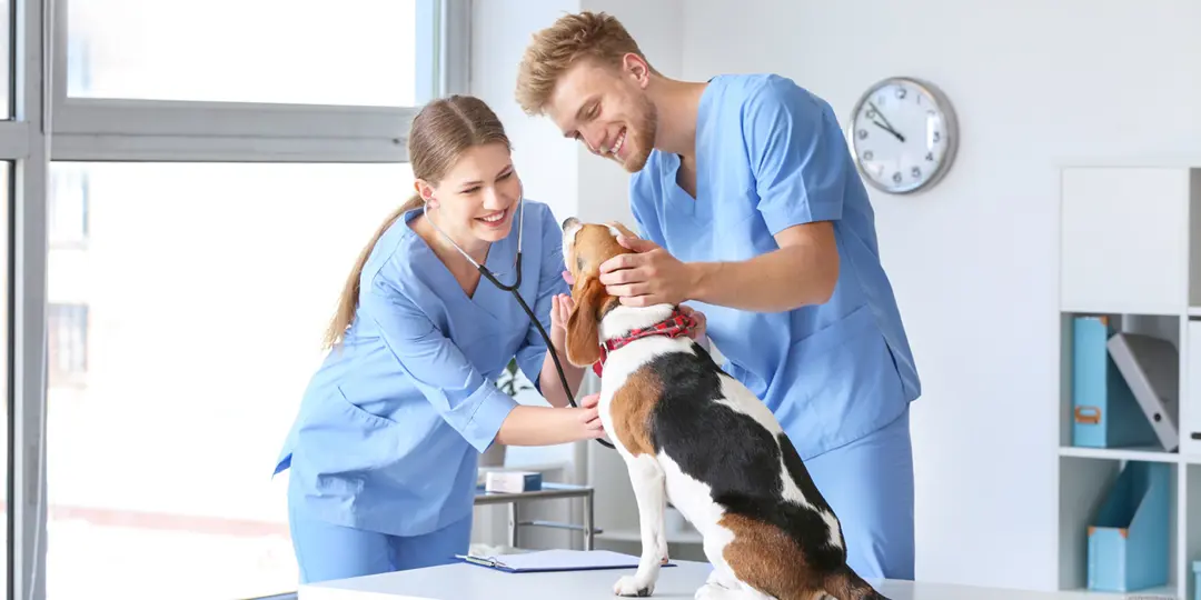 Veterinary technicians in scrubs treating a dog