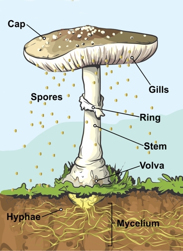 anatomy of a mushroom diagram