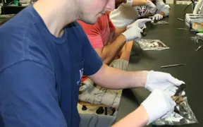 Student inspects a dead bat in the biology lab