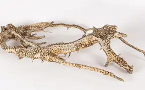 tattooed wood art piece