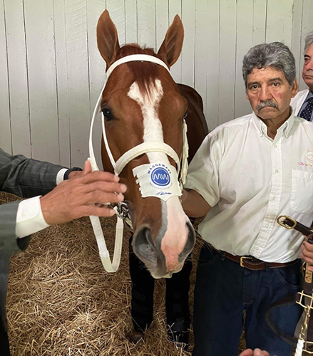 man next to a horse with a white halter on