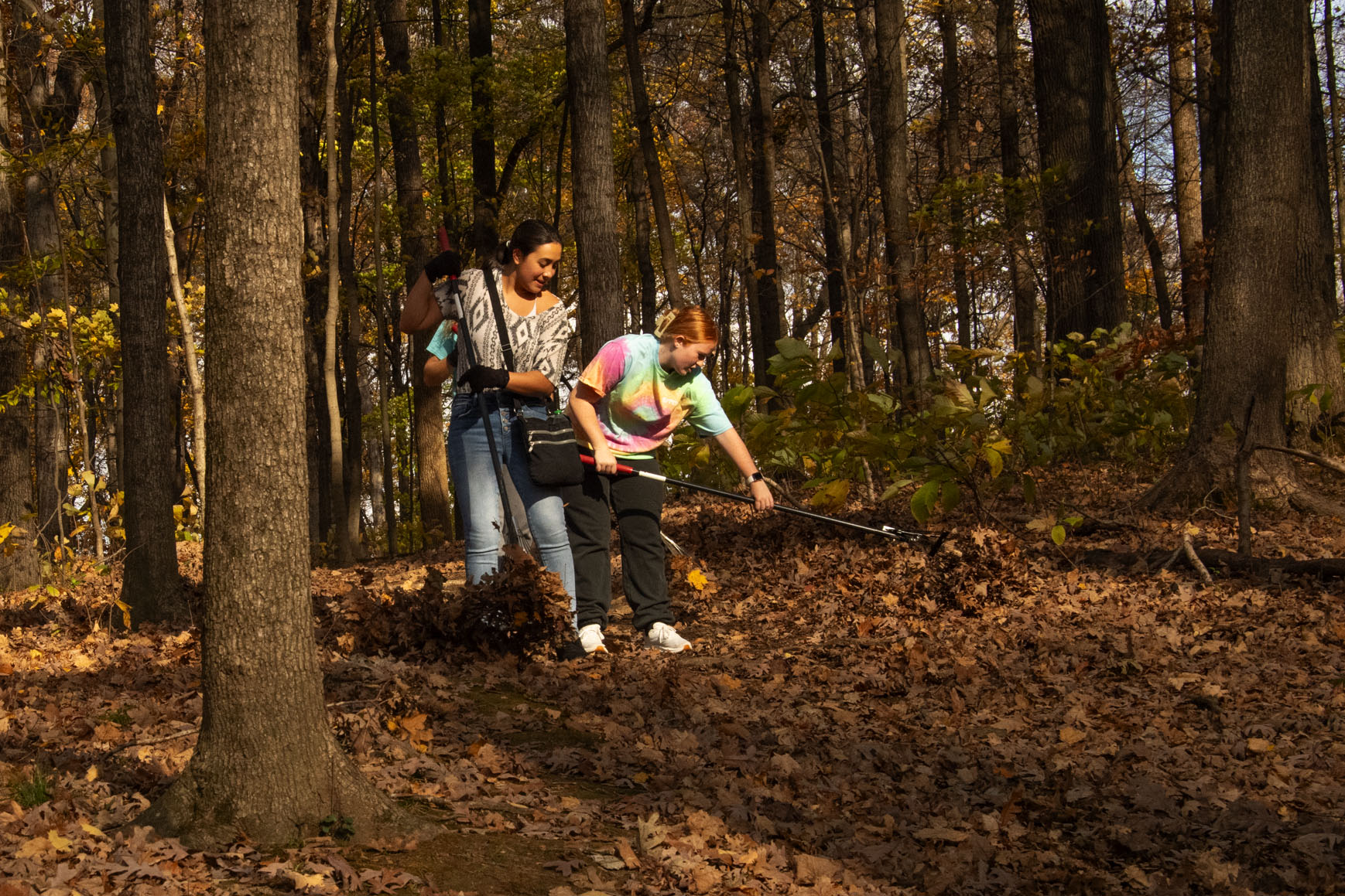 Students rake up acorns after a mask year of acorns dropped by the oak trees on the south trails. 