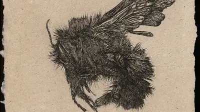 Artwork, "Small Bee", Intaglio With Invasive Fiber, 11X14 Inches, 2025