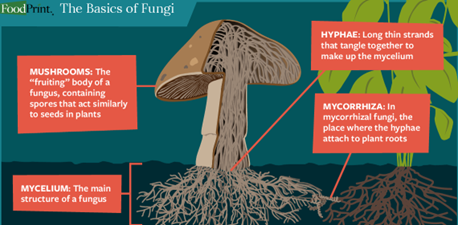 graphic of mushroom