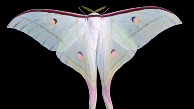 A pale green luna moth with long, trailing tail-like hindwings and soft yellow and pink accents, displayed with wings fully open against a solid black background.