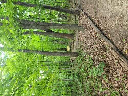 Photo of the Beatitudes trail in spring
