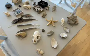 Table display of natural specimens including shells, bones, and rocks arranged indoors.