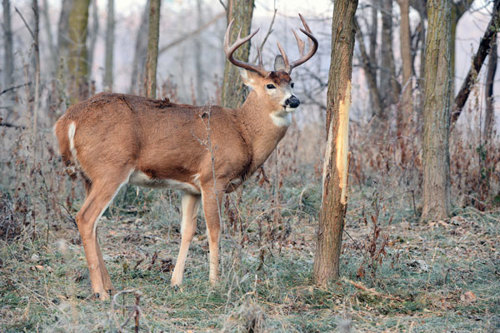 Three point buck-white tailed deer