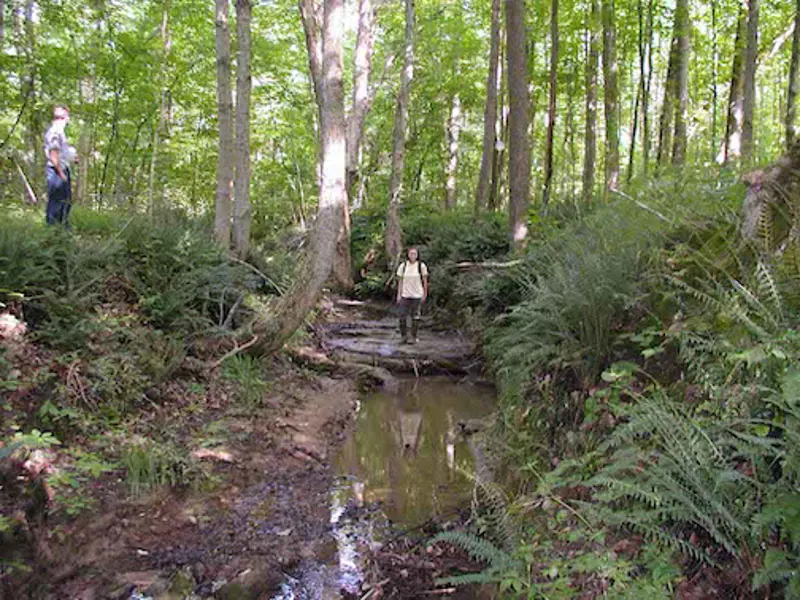 limestone stream bed