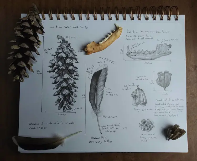 Example of Savannah Hoskinson's drawings of pinecones, animal bones, and feathers