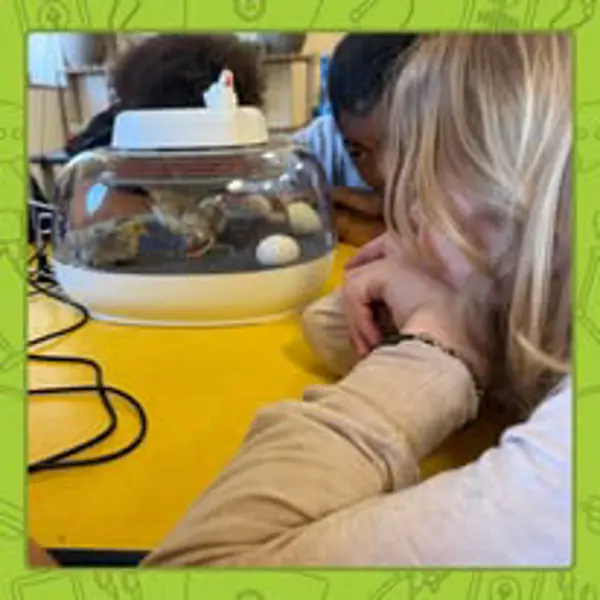 Students observe newly hatched chicks during a hands-on science and agriculture learning activity.