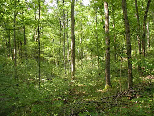 wooded forest