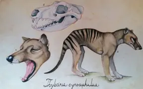 Extinct 1936, mixed media drawing, Savannah Hoskison