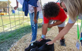 Students interact with a calf during a hands-on agricultural learning experience.